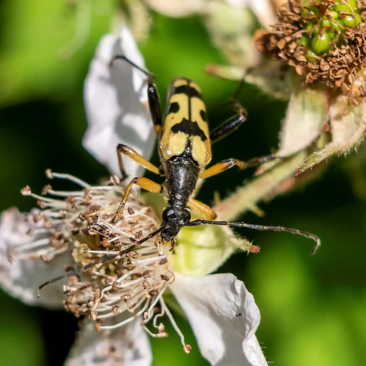 Spotted Longhorn Beetle