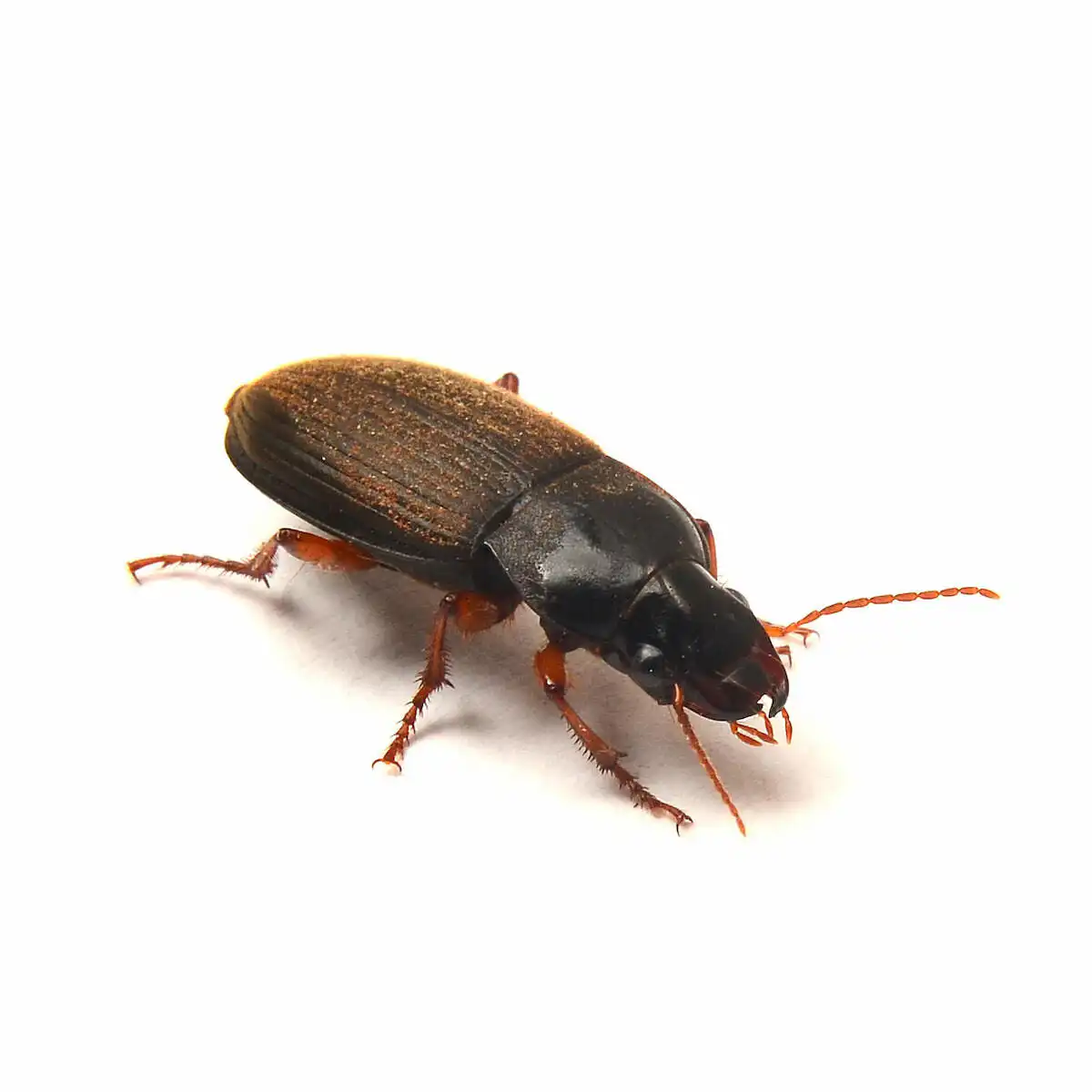 strawberry-seed-beetle