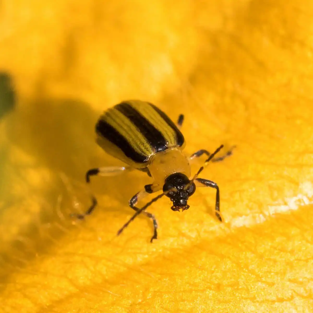 striped-cucumber-beetle-control