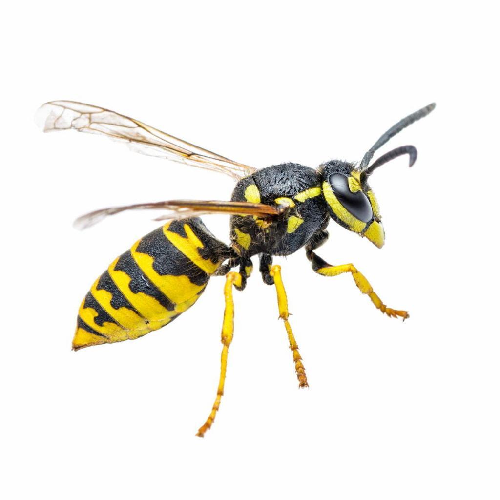 Yellow Jacket