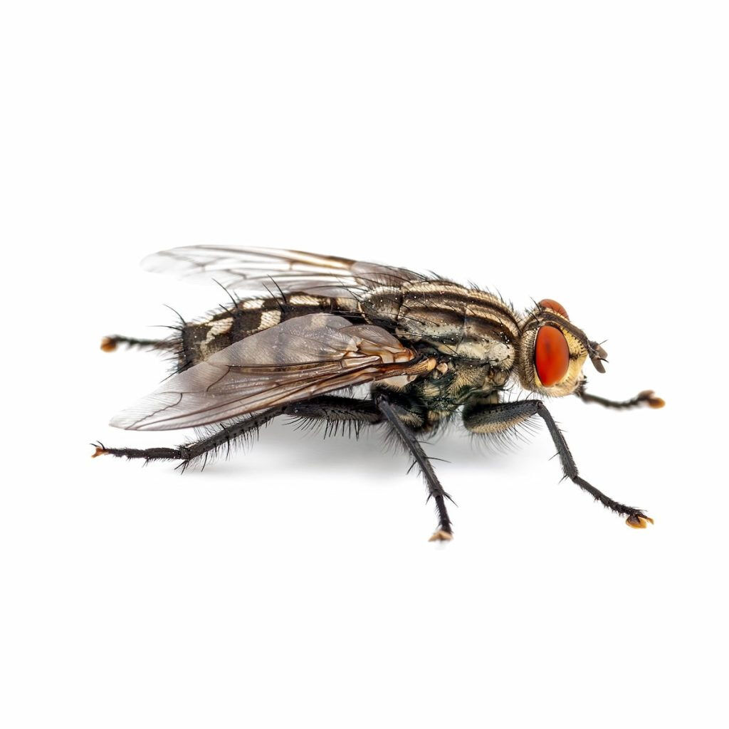 House Fly Fruit Flies Blow Flies Insect Pest Control Roseburg