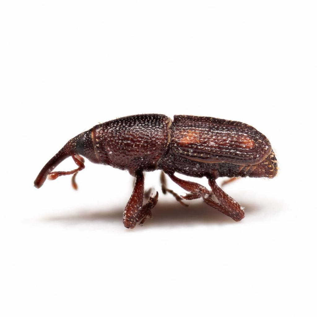 Rice Weevils Pest Control Services