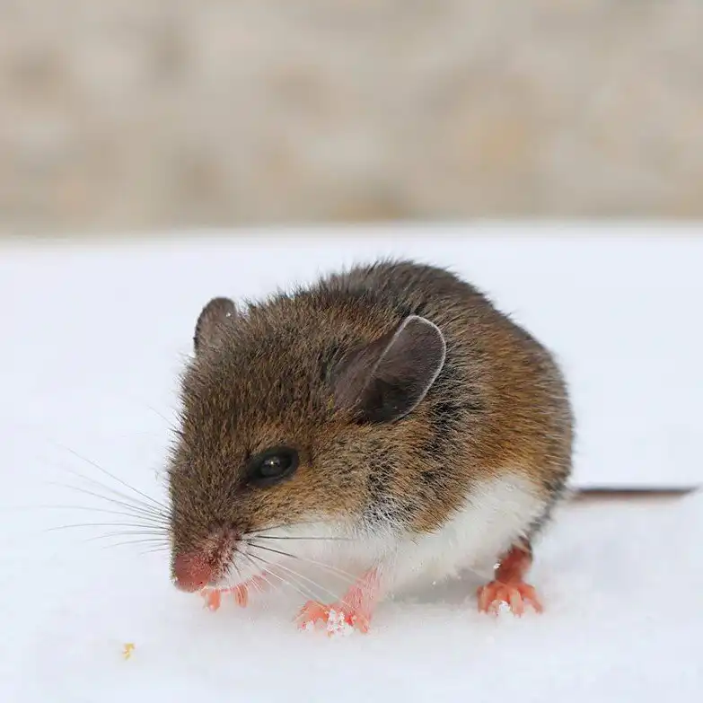 pest control company st louis