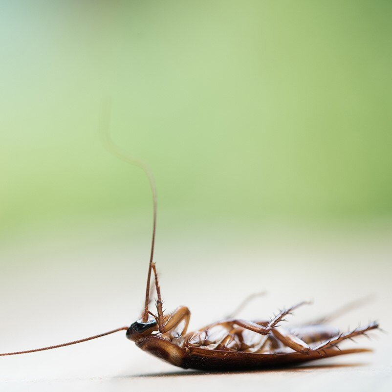 Roach Exterminator St. Louis