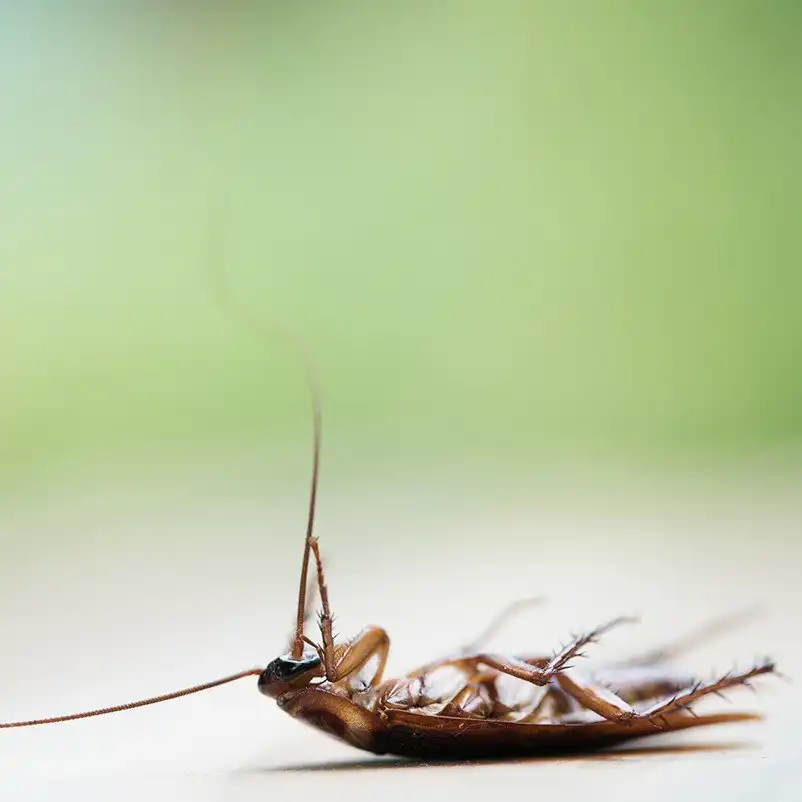 roach exterminator st louis