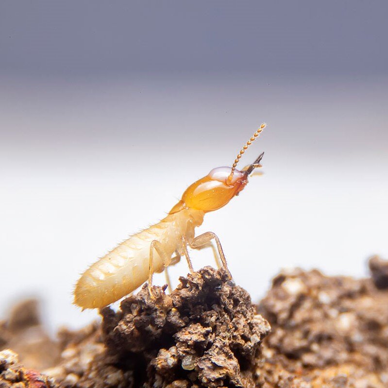 Termite Inspection St. Louis