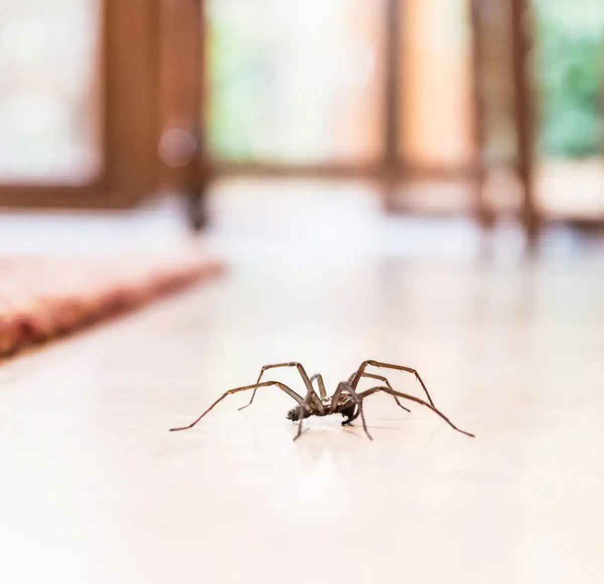 spider control st louis