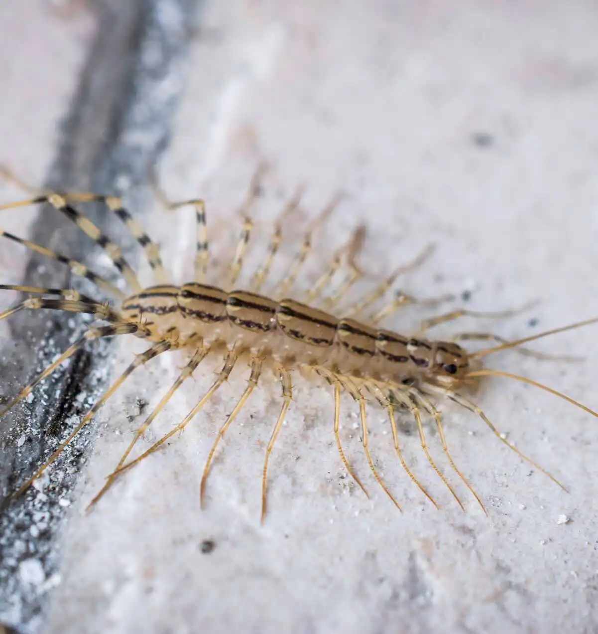 st louis pest control company