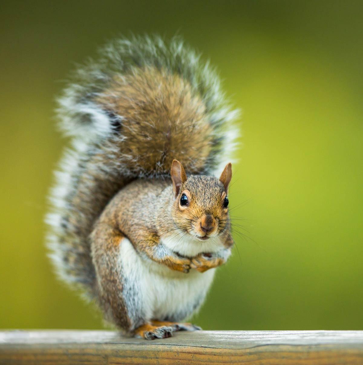 Squirrel Removal St. Louis