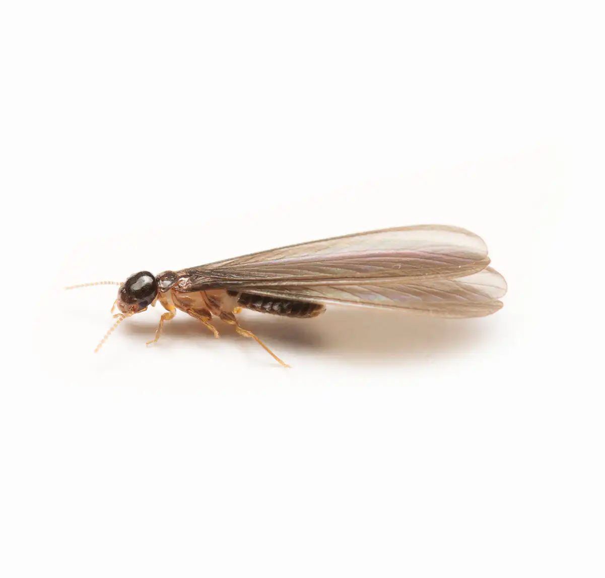 termite pest control