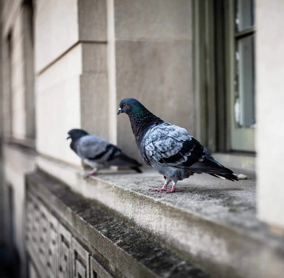 commercial bird control company