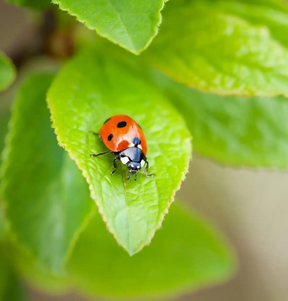 ladybug pest control