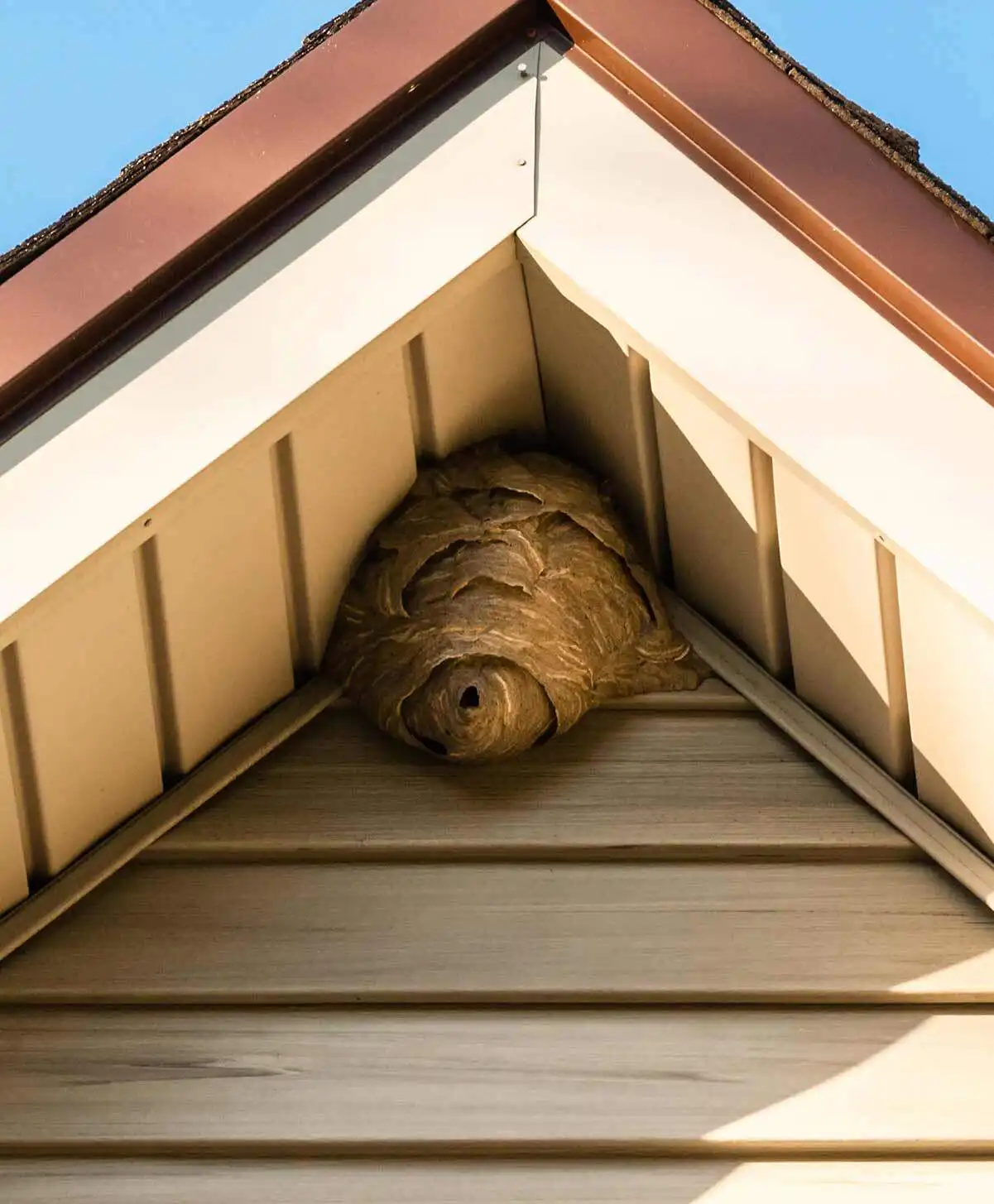 paper wasp pest control