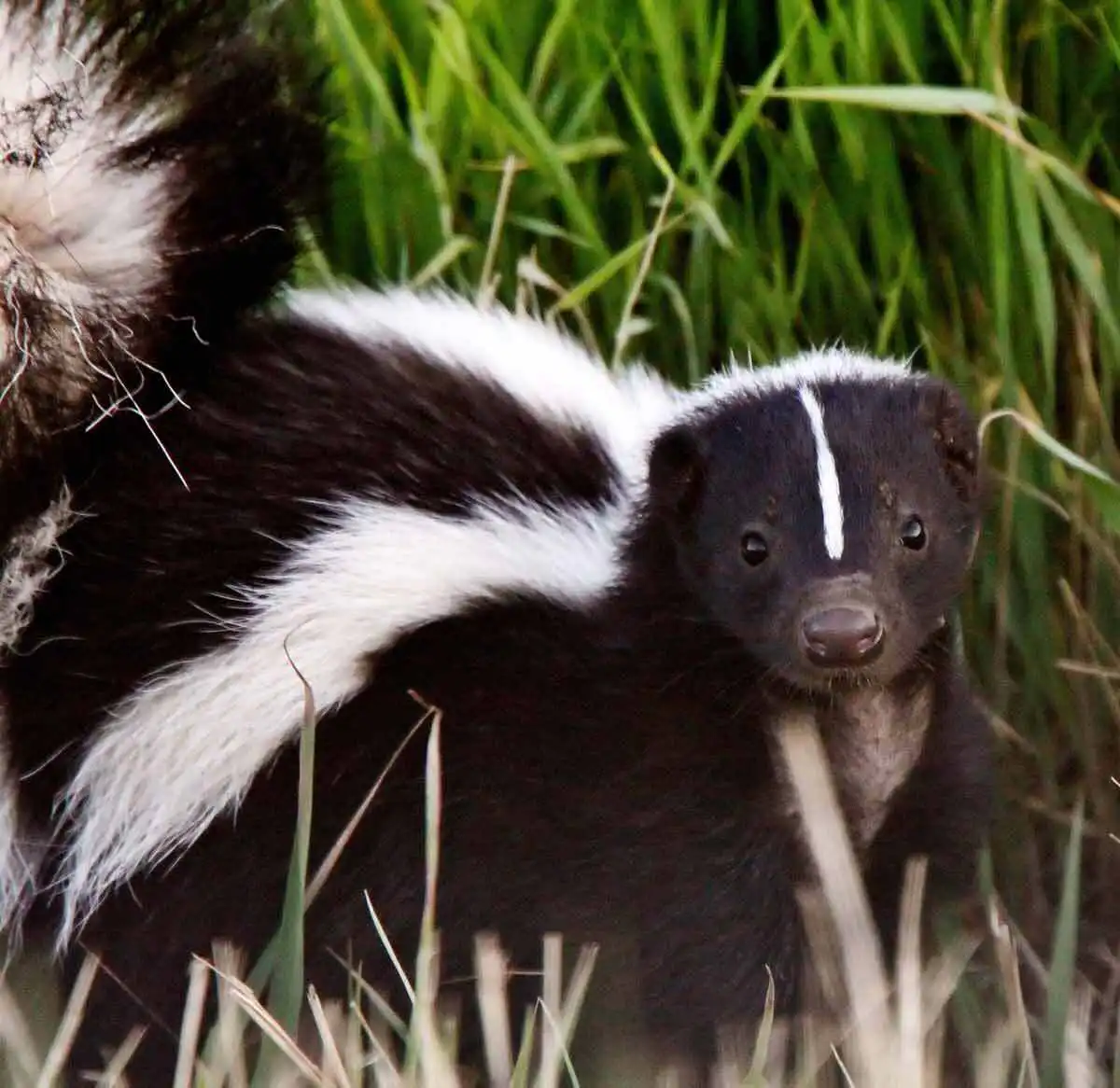 skunk removal st louis