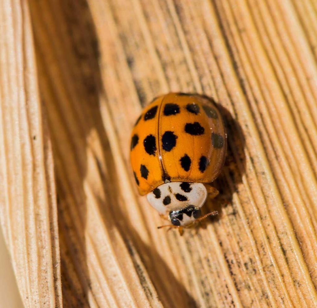 Ladybugs - Good for Your Garden but Not for Your Home