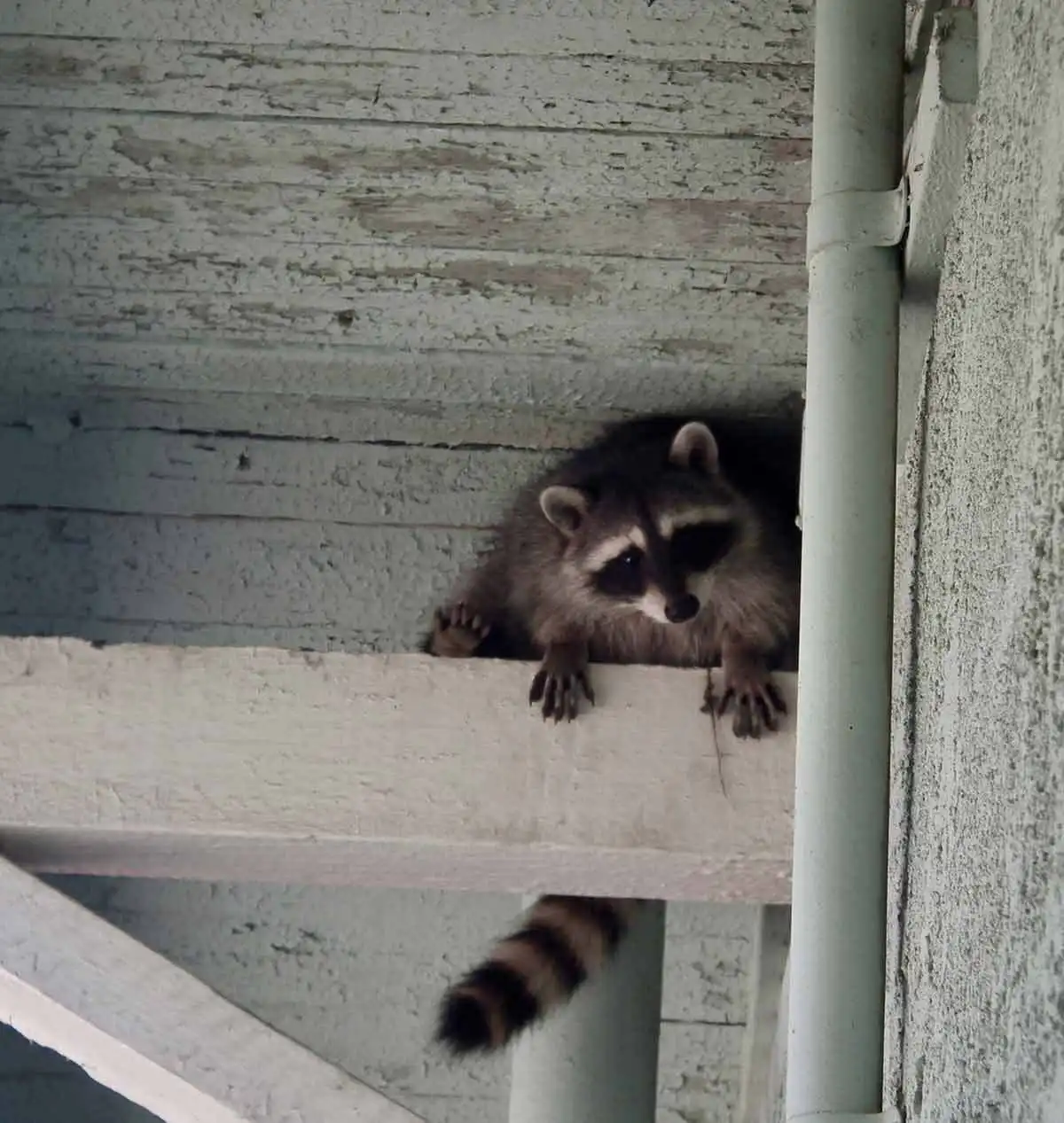 wildlife pest control kc