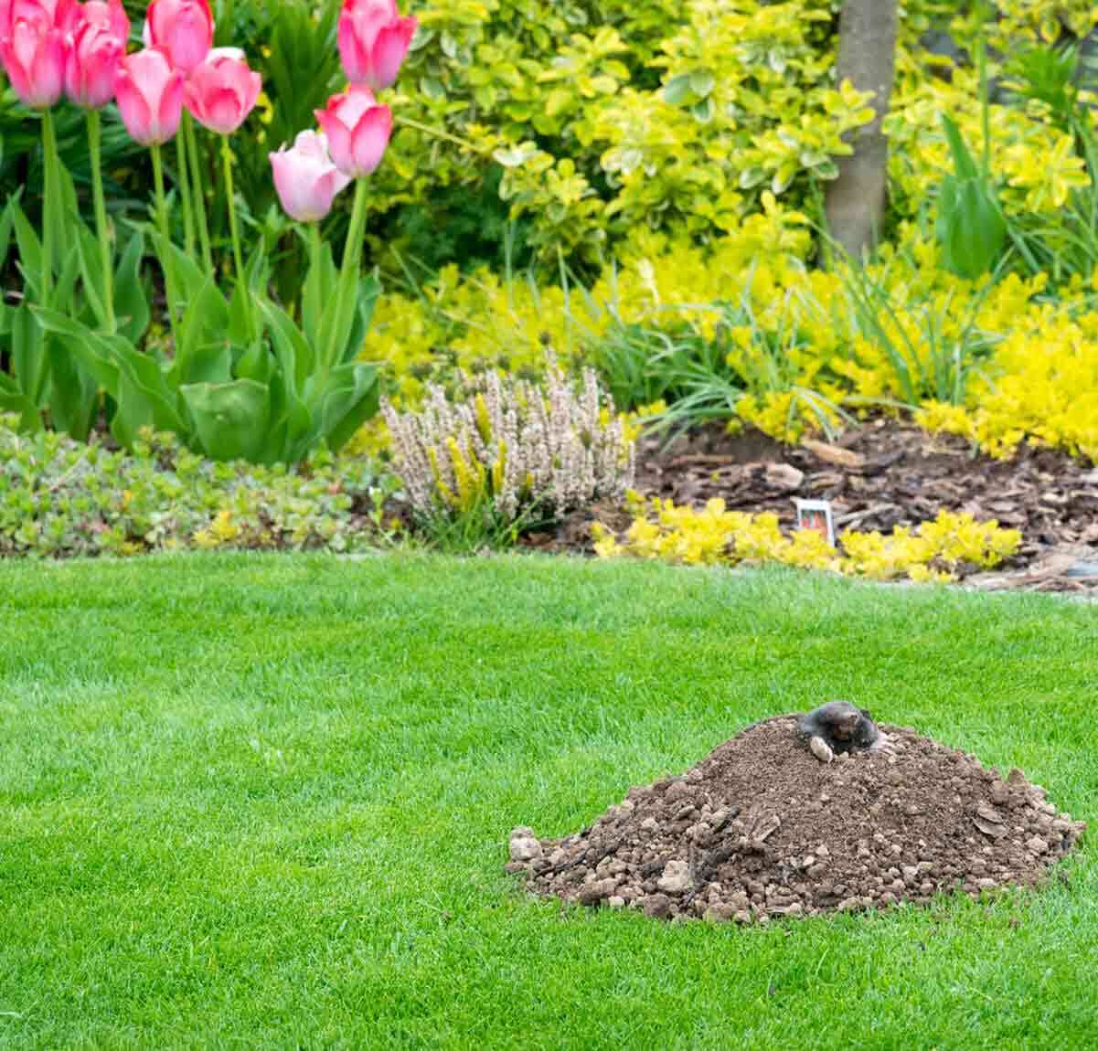 Mole Control - Pest Control