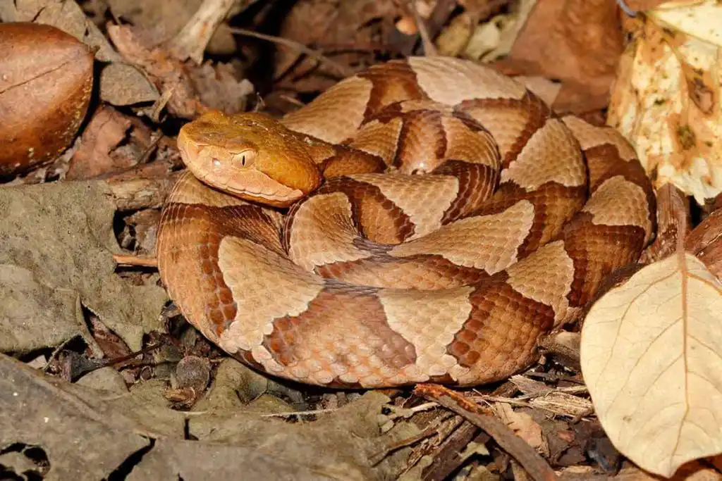 Copperhead Snake