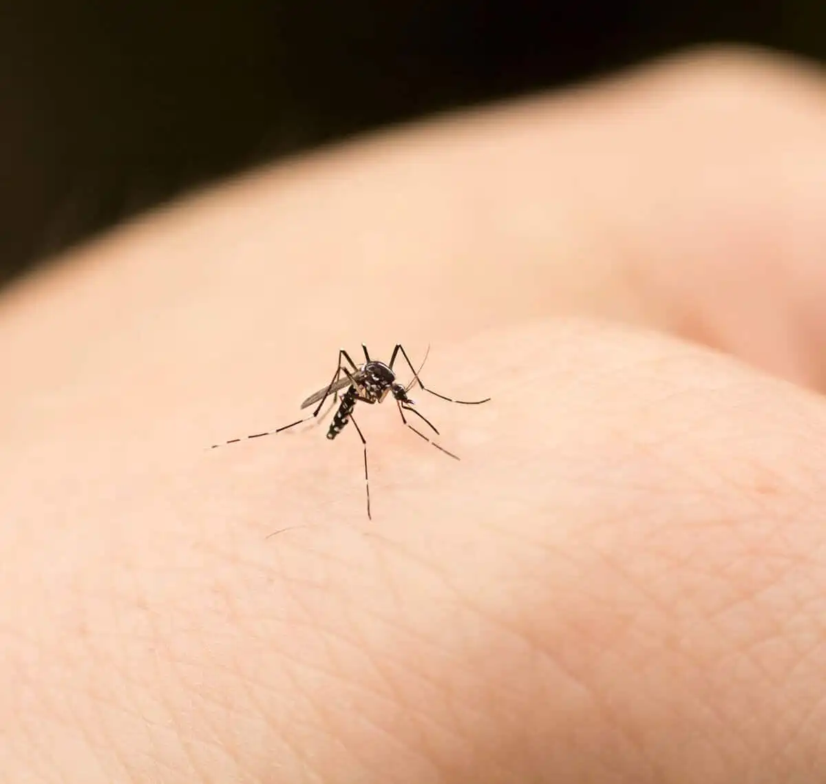 Mosquito Pest Control St. Louis