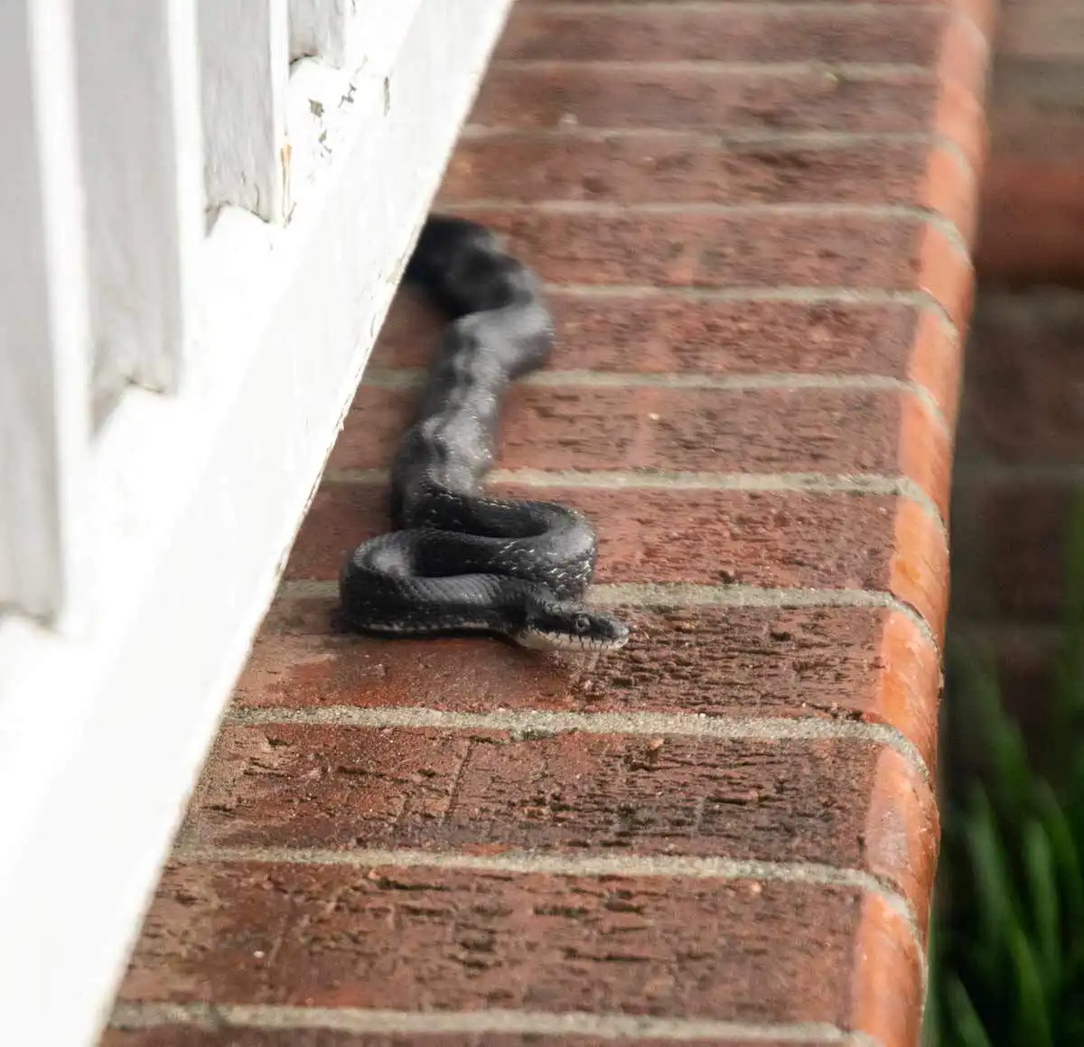 snake removal kansas city