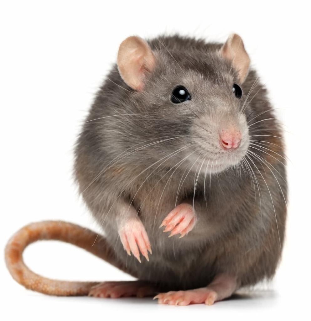 commercial-rodent-removal