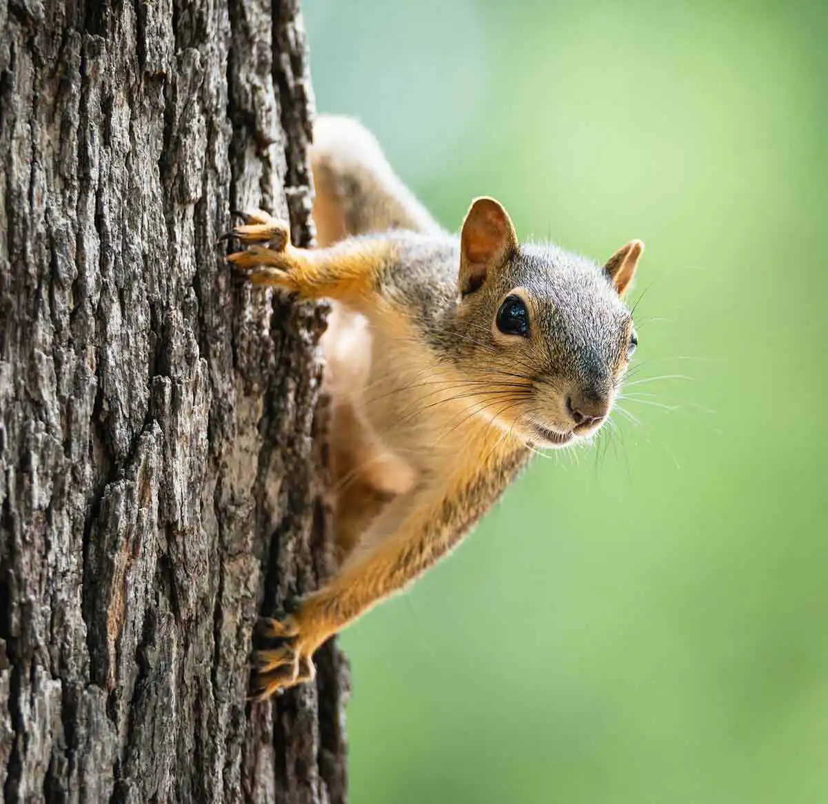 squirrel pest control
