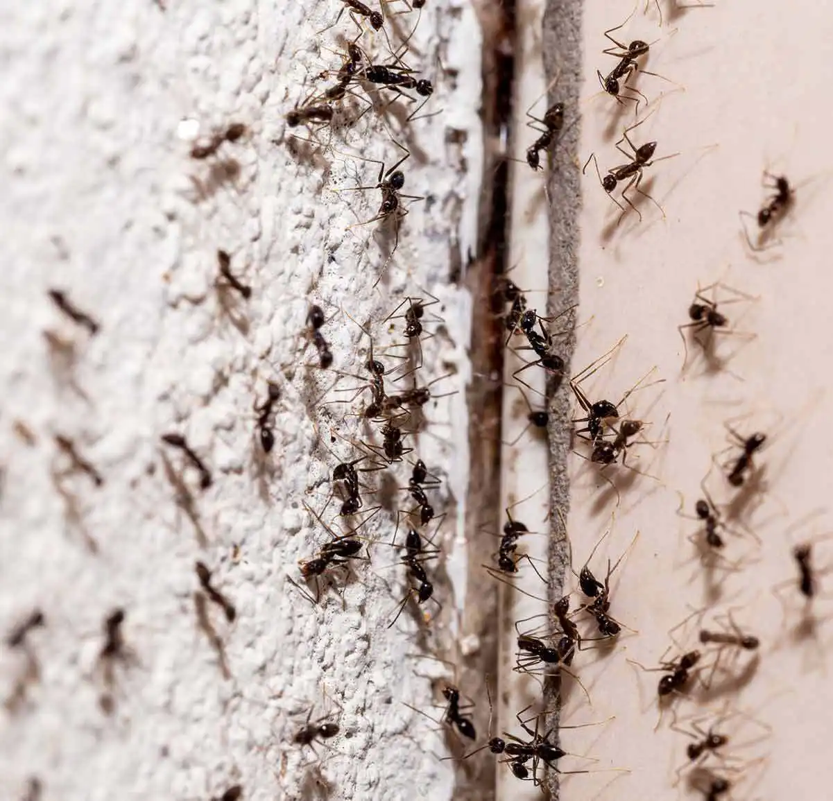 why do i have ants in my house