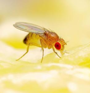 How To Get Rid of Fruit Flies