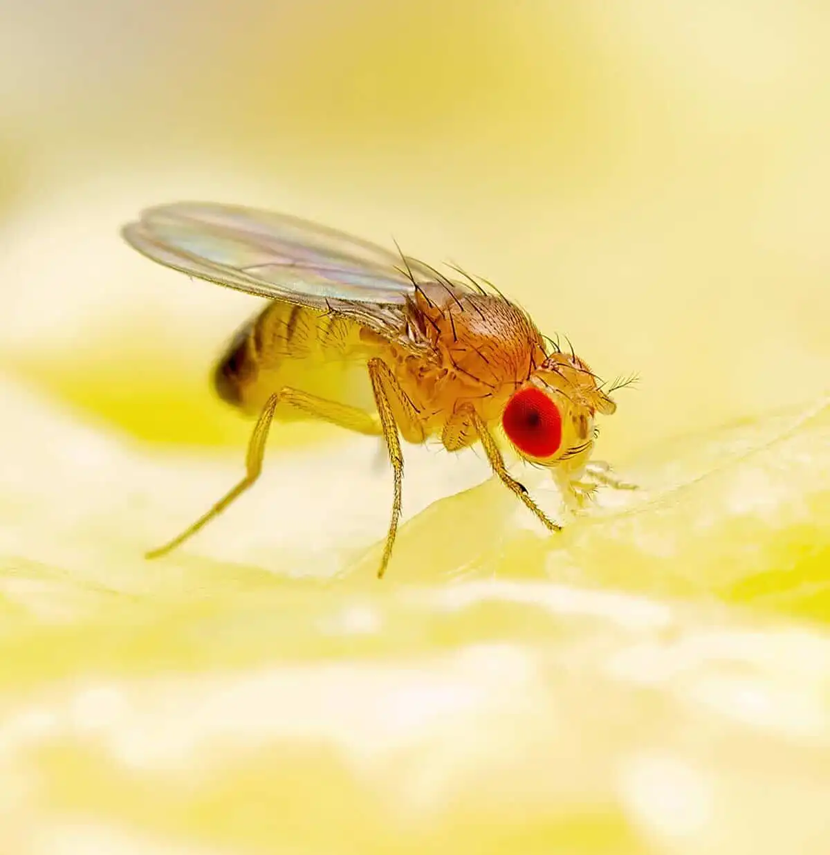 how to get rid of fruit flies