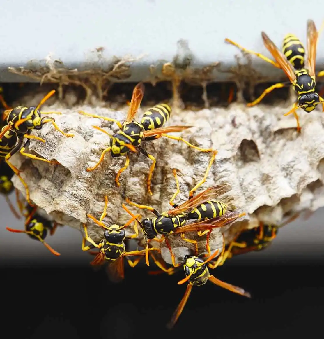 summer pest control st louis