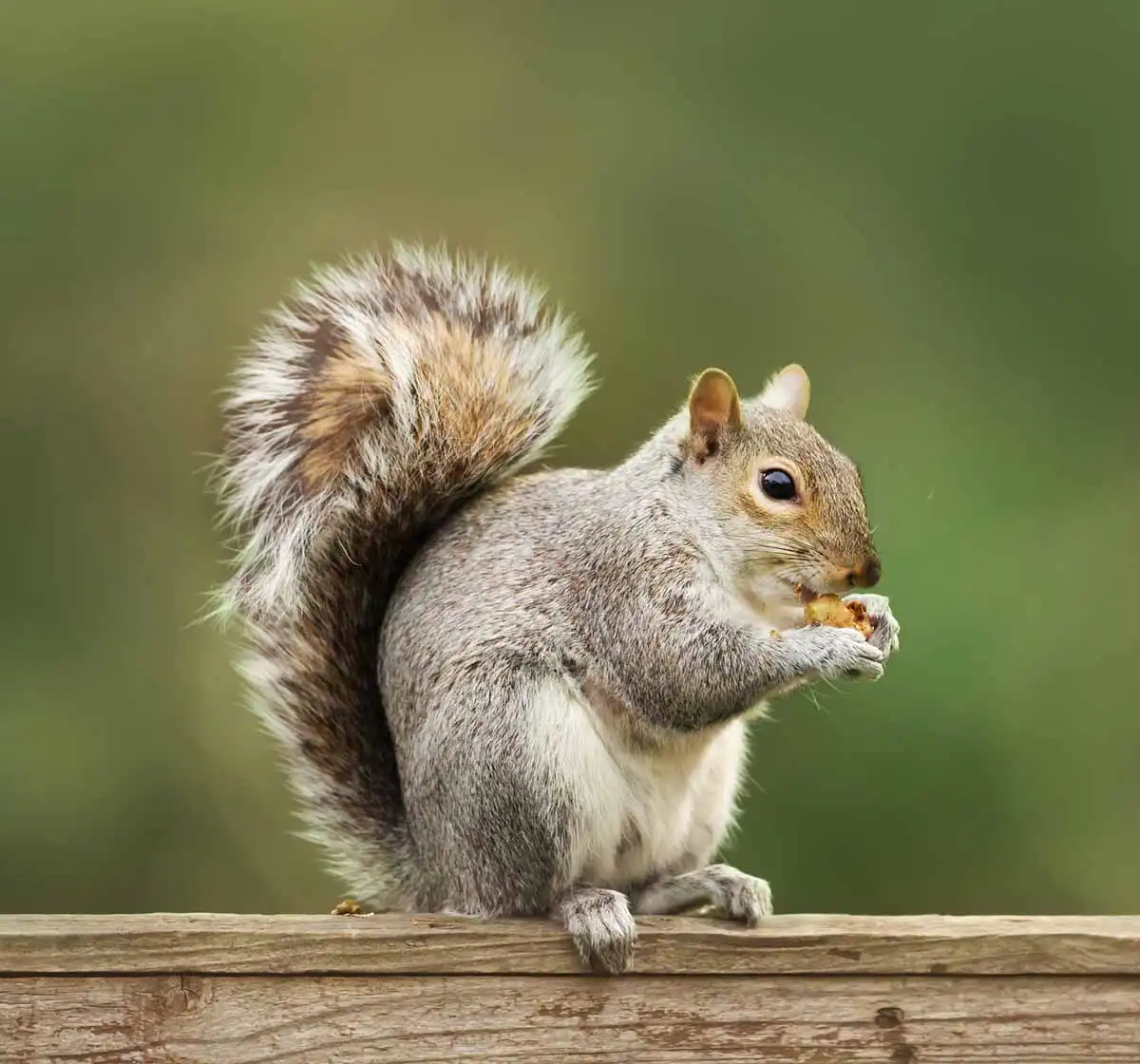 pest control st louis