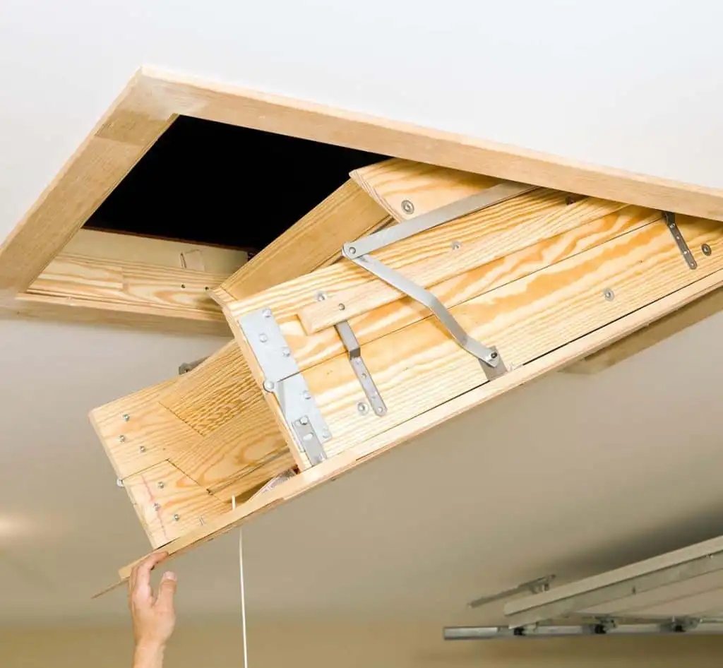 Animal Attic Removal St. Louis