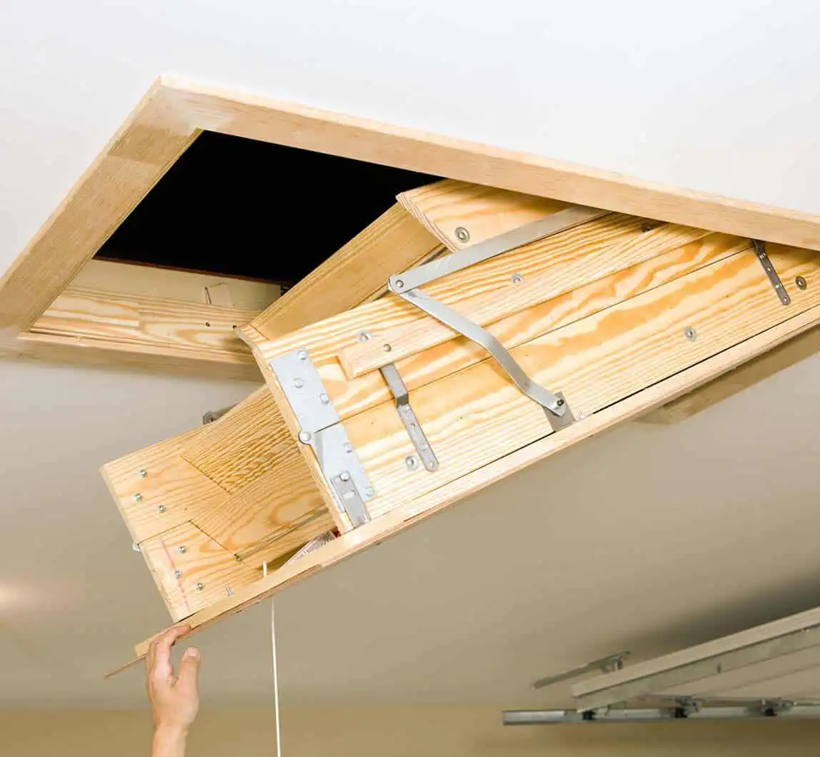 animal attic removal stl
