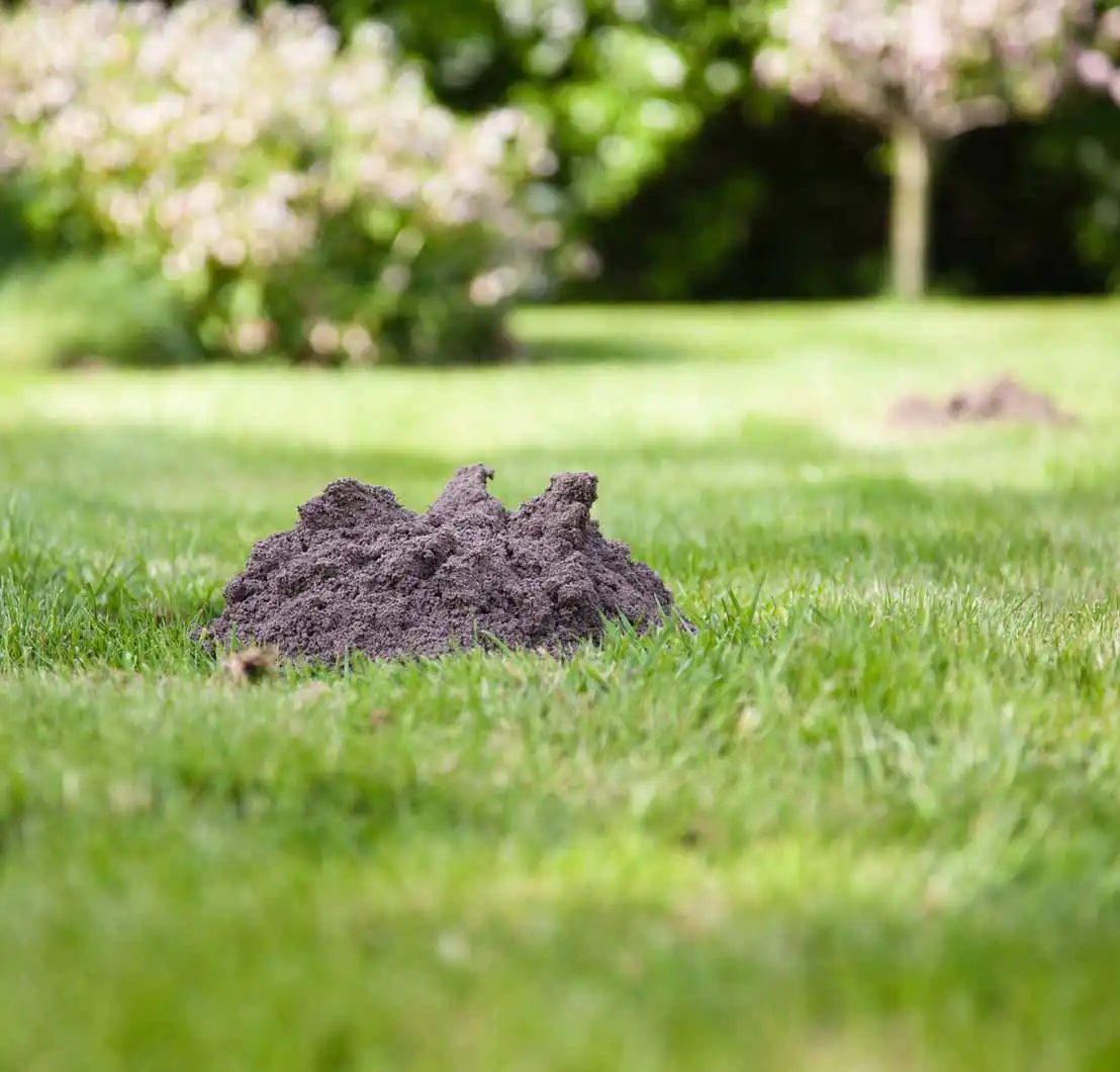 mole control and mole trapping