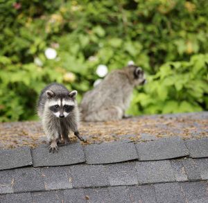 Raccoon Removal St. Louis