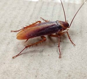 Roach Exterminator St. Louis