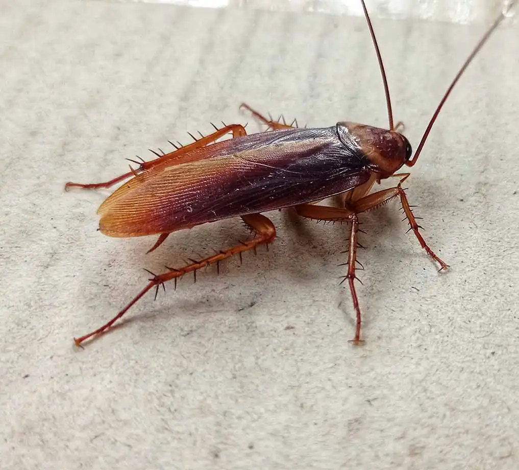 roach exterminator st louis