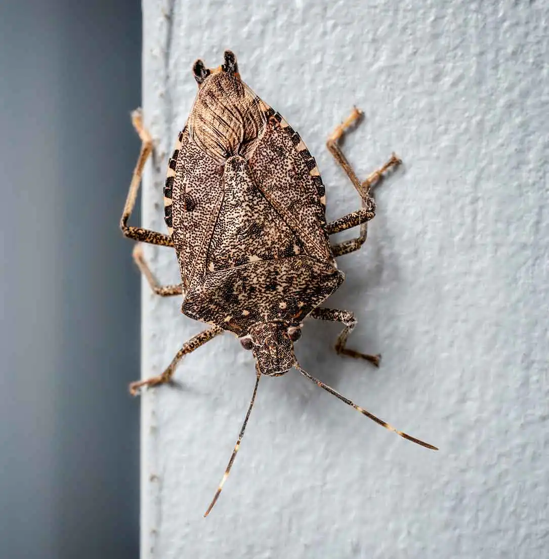stink bug pest control st louis