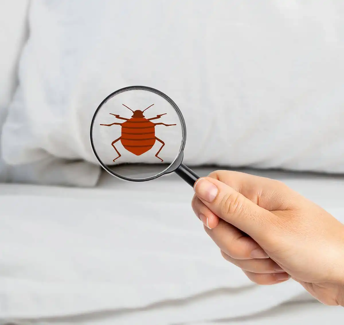 bed bug exterminator