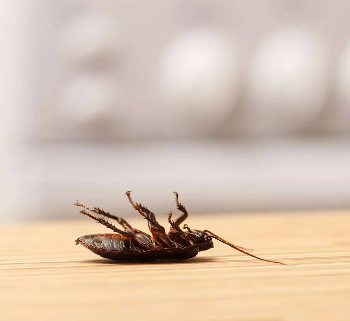 roach exterminator near me