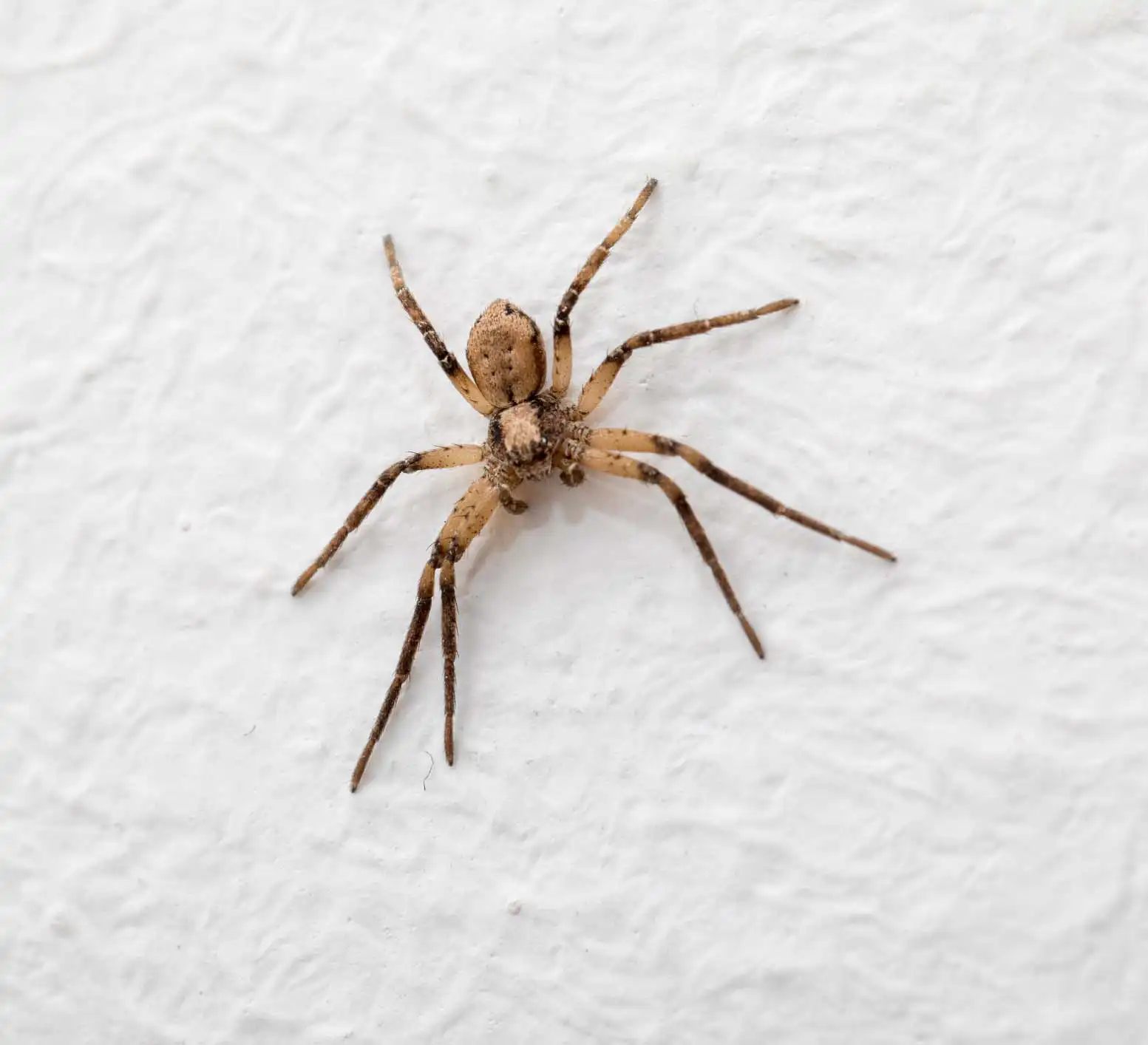 spider pest control st louis