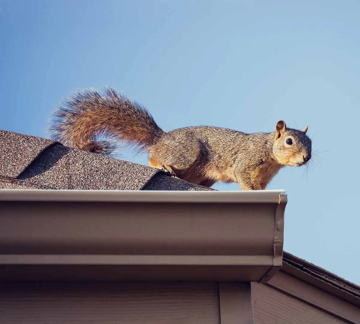 squirrels in your attic
