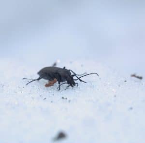 Can Bugs Survive Extreme Cold