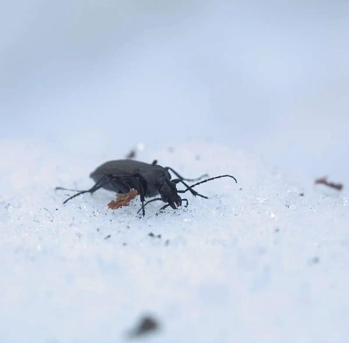 can bugs survive extreme cold