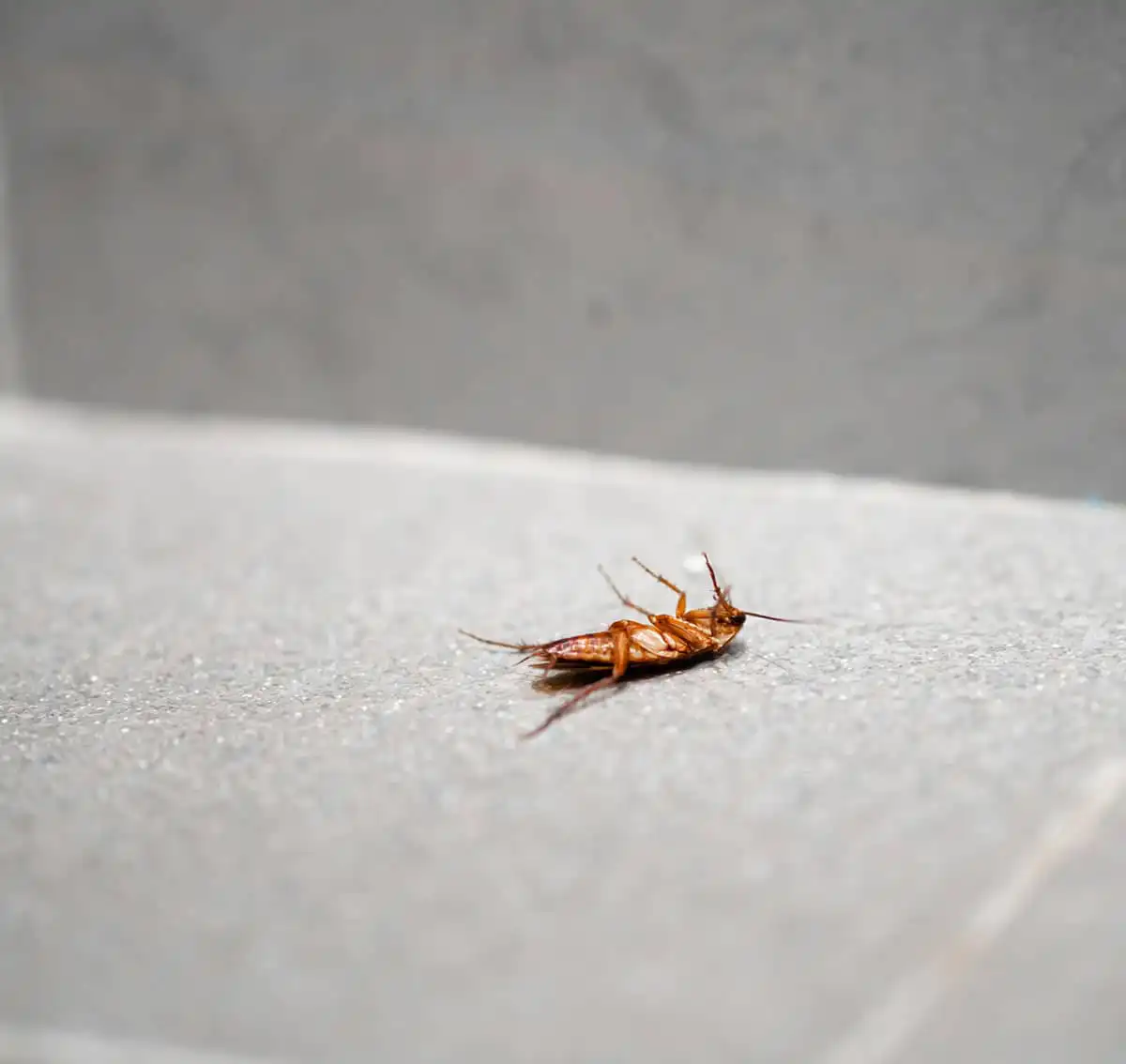 what is the hardest pest to get rid of