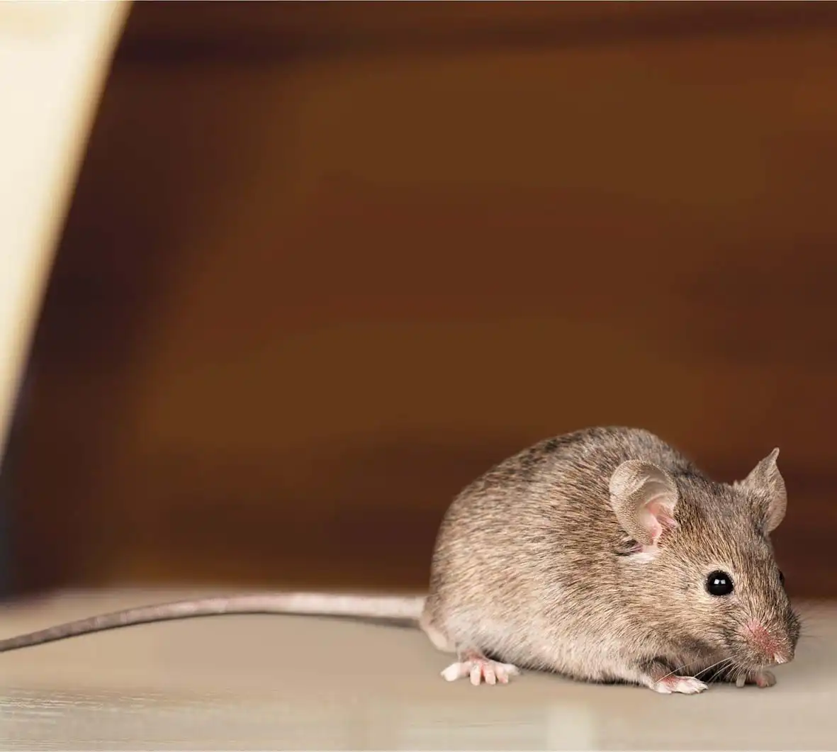 why do i have mice in my home