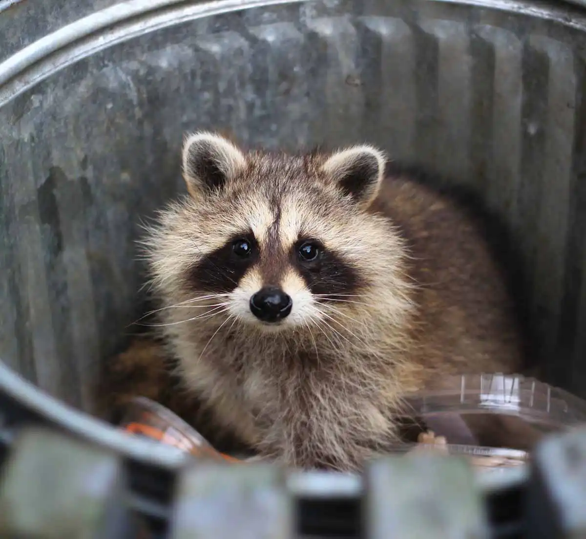 wildlife pest control services st louis