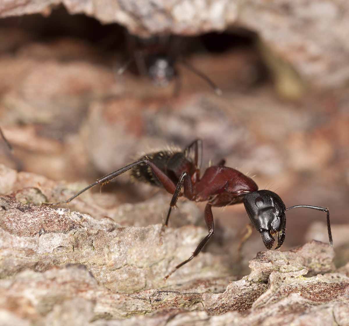 Carpenter Ants Pest Control