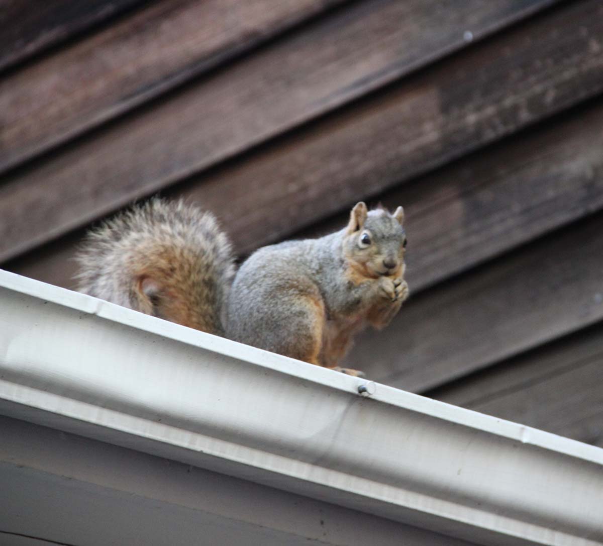 Do Squirrels Cause Property Damage