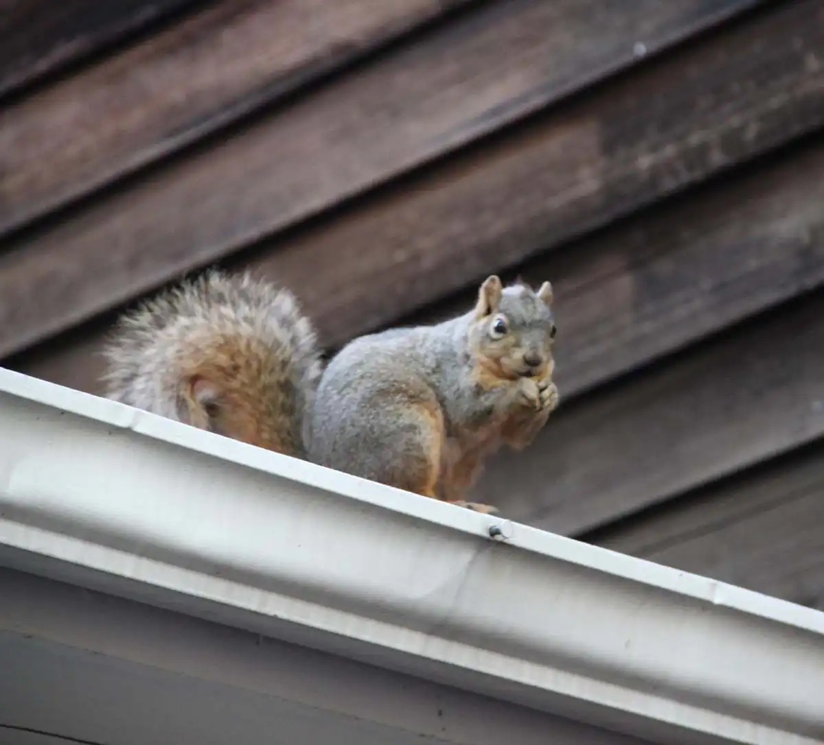 do squirrels cause property damage